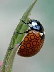 pic for LadyBug Female